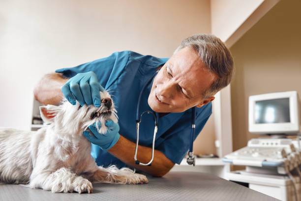 Best Emergency Root Canal Treatment in Perry, LA